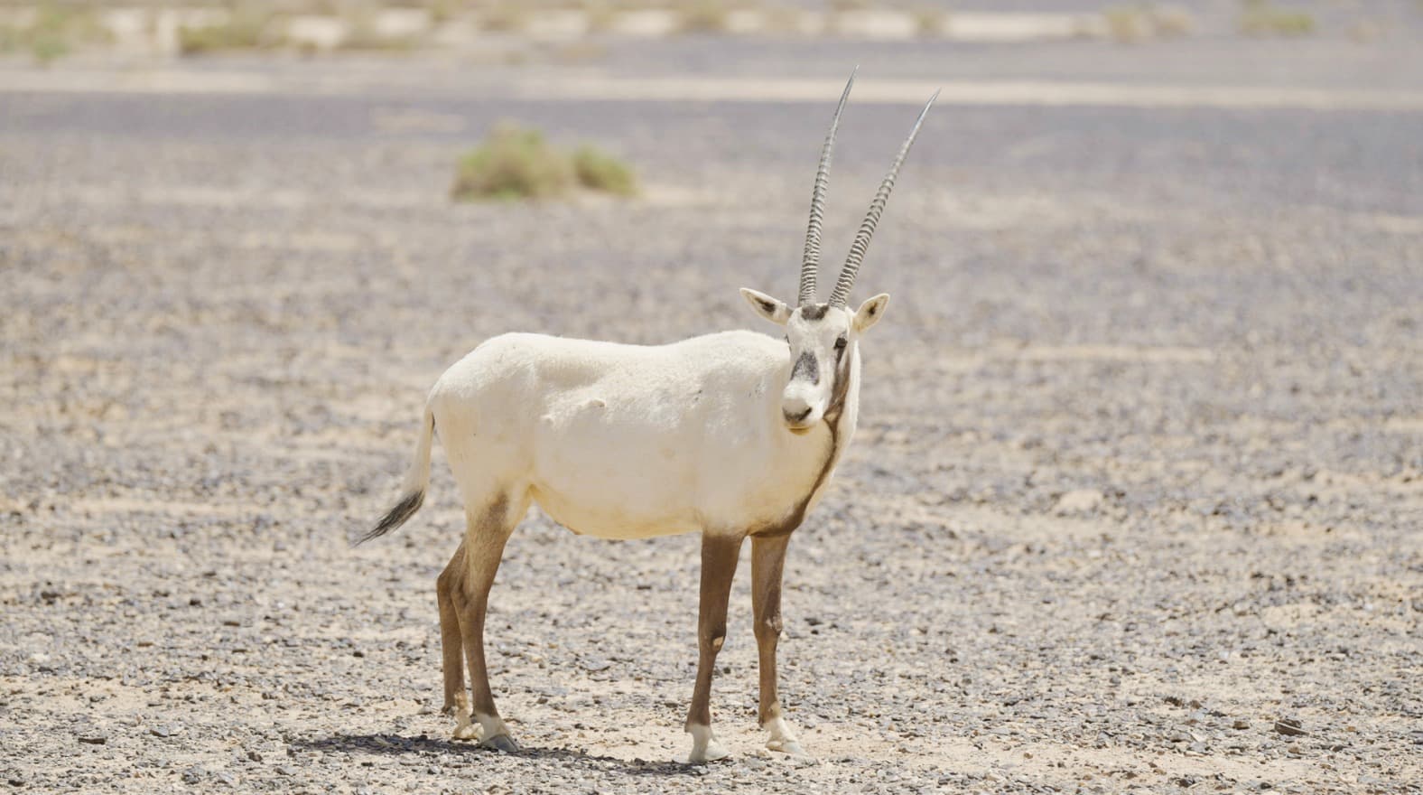 Arabian Oryx Photography Safari