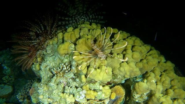 Night Dive