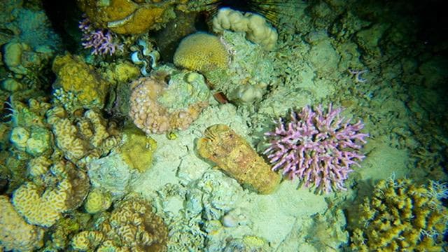 Night Dive
