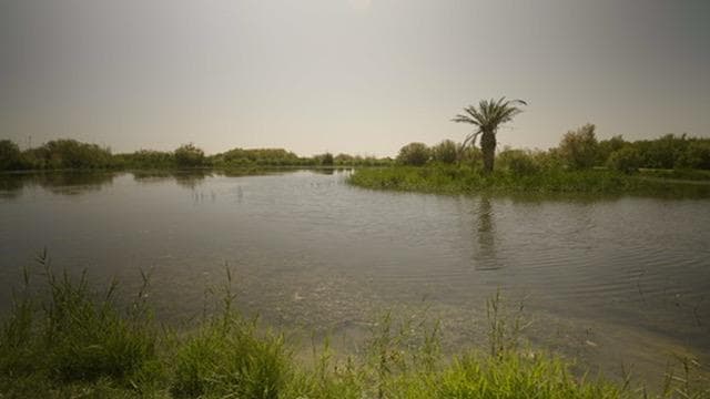 Water Buffalo and Bird Watching Trek