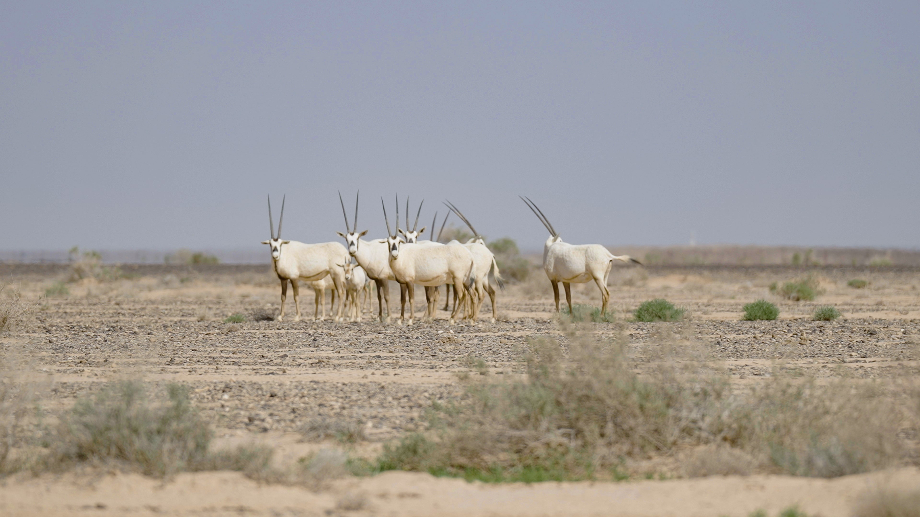 Arabian Oryx Photography Safari