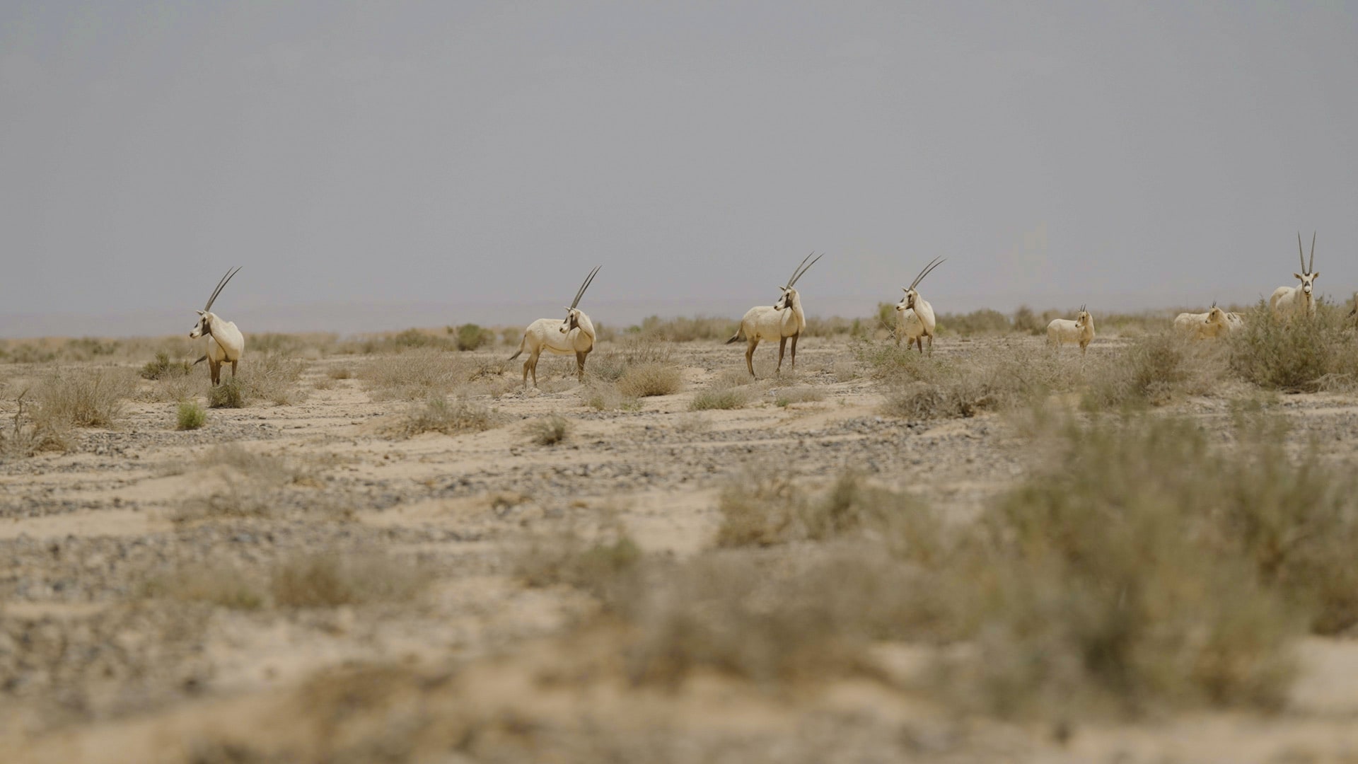Arabian Oryx Photography Safari