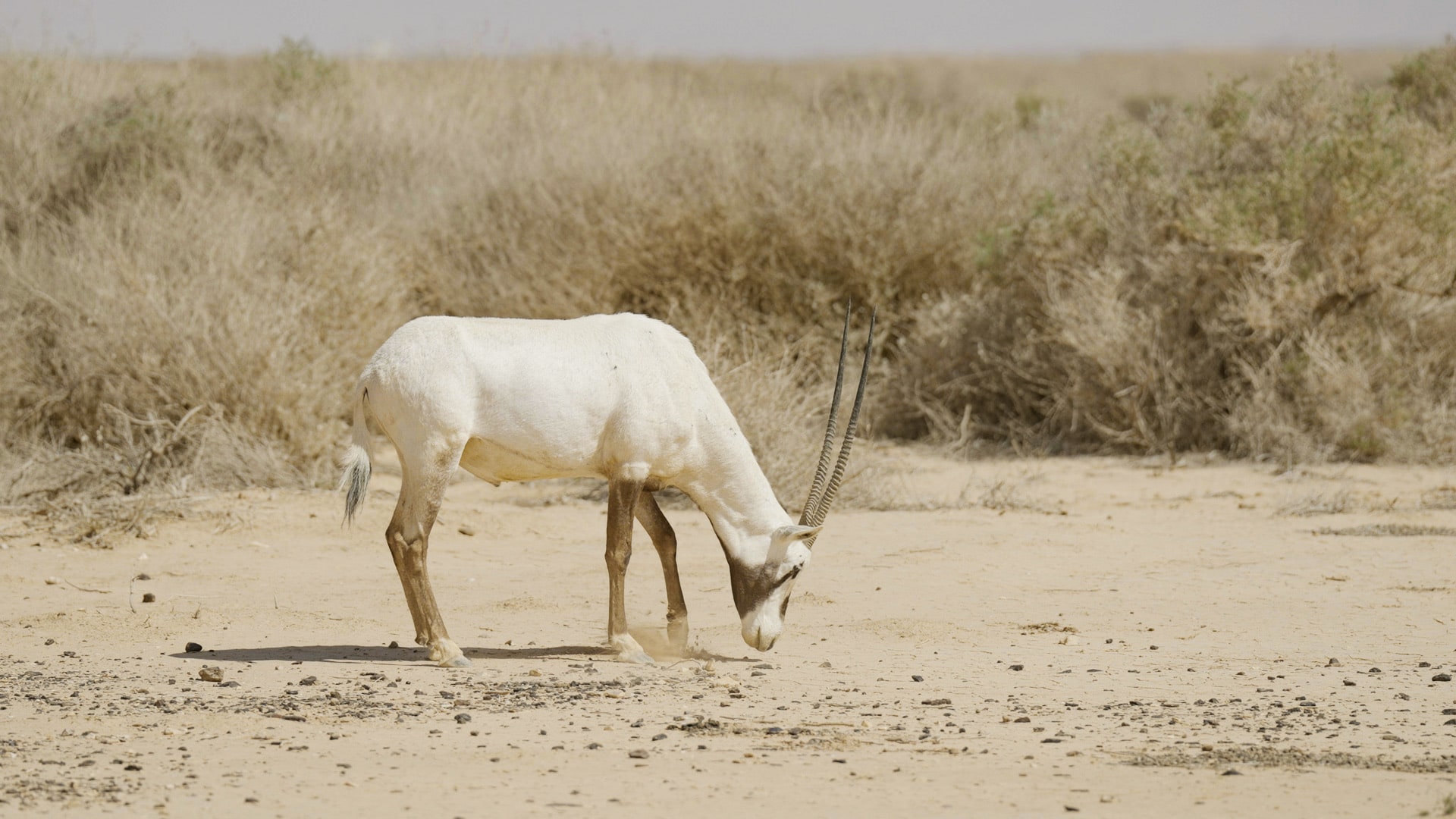 Arabian Oryx Photography Safari