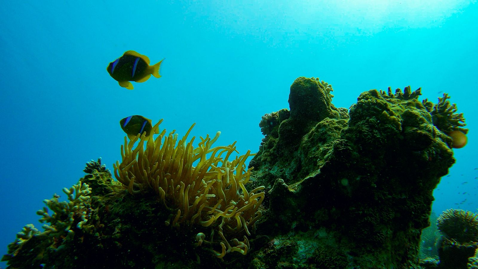 Scuba Dive, Snorkel or Cruise the Red Sea