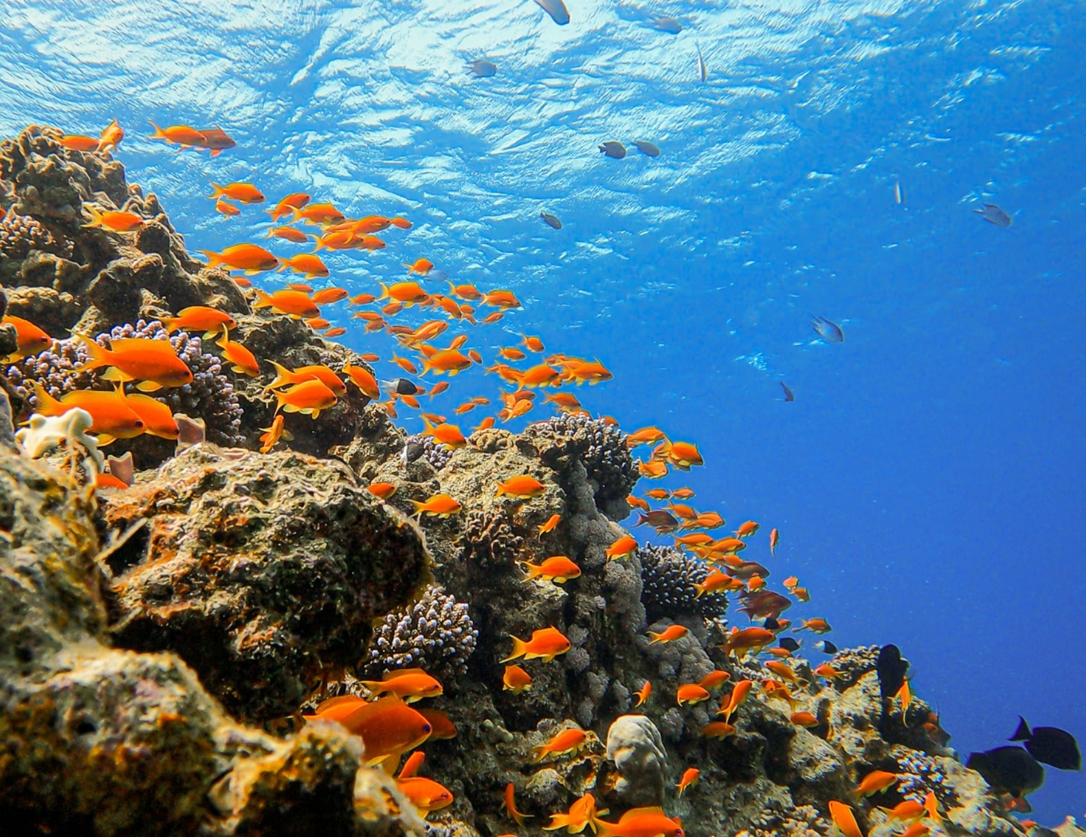 Scuba Dive, Snorkel or Cruise the Red Sea