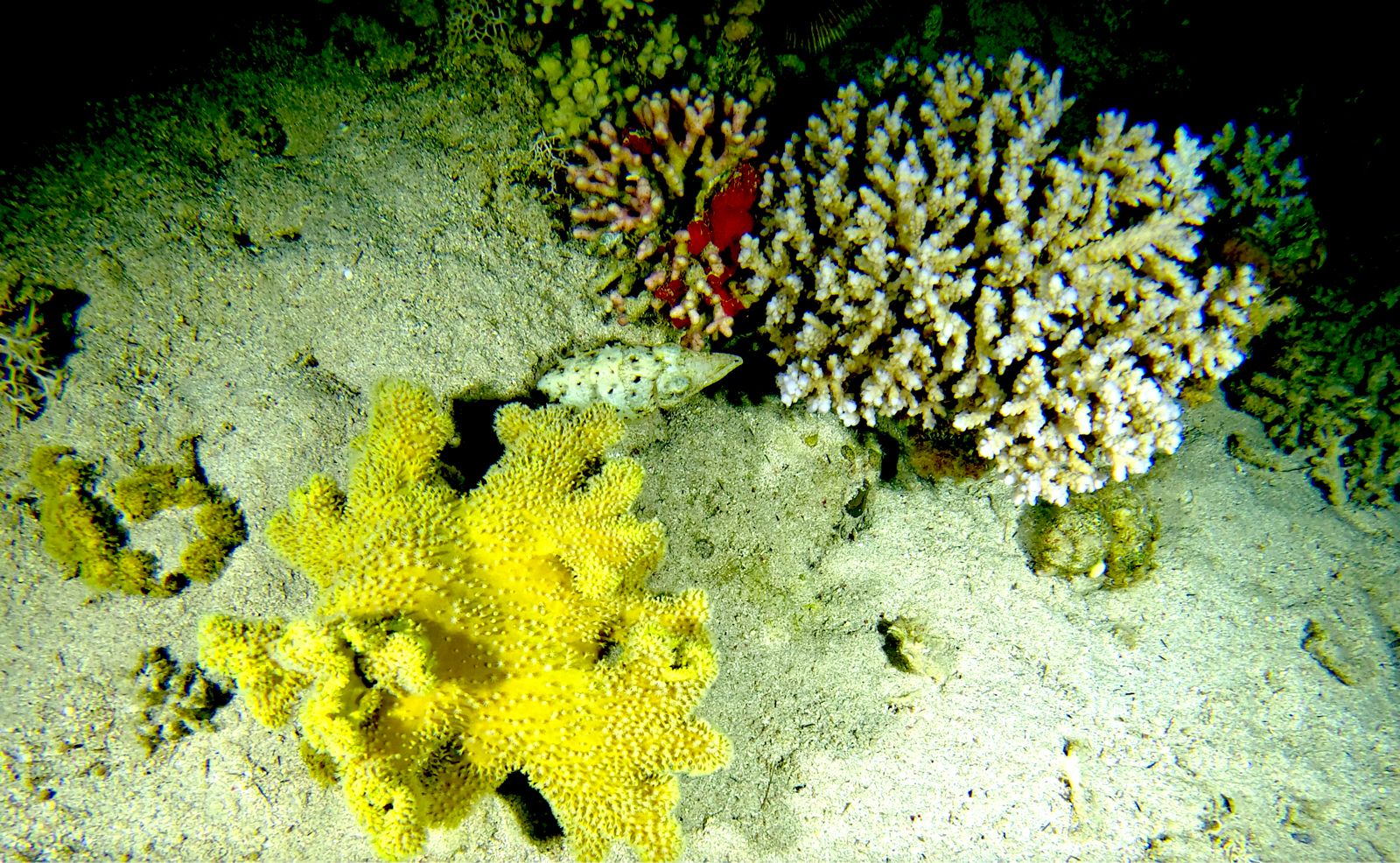 Night Dive