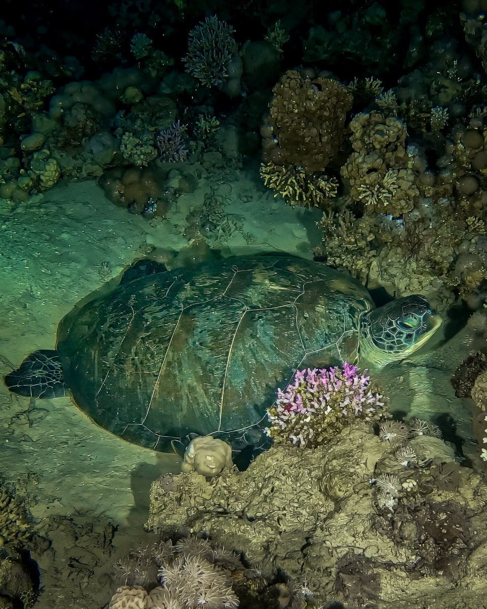 Night Dive