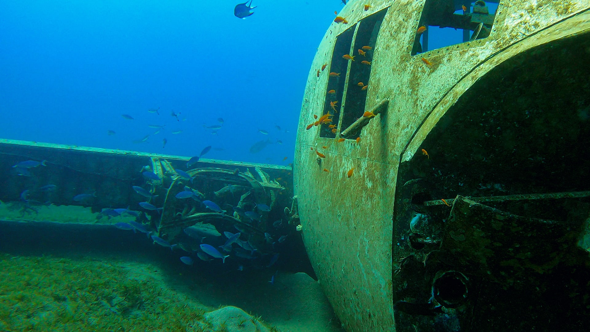 Scuba Dive, Snorkel or Cruise the Red Sea