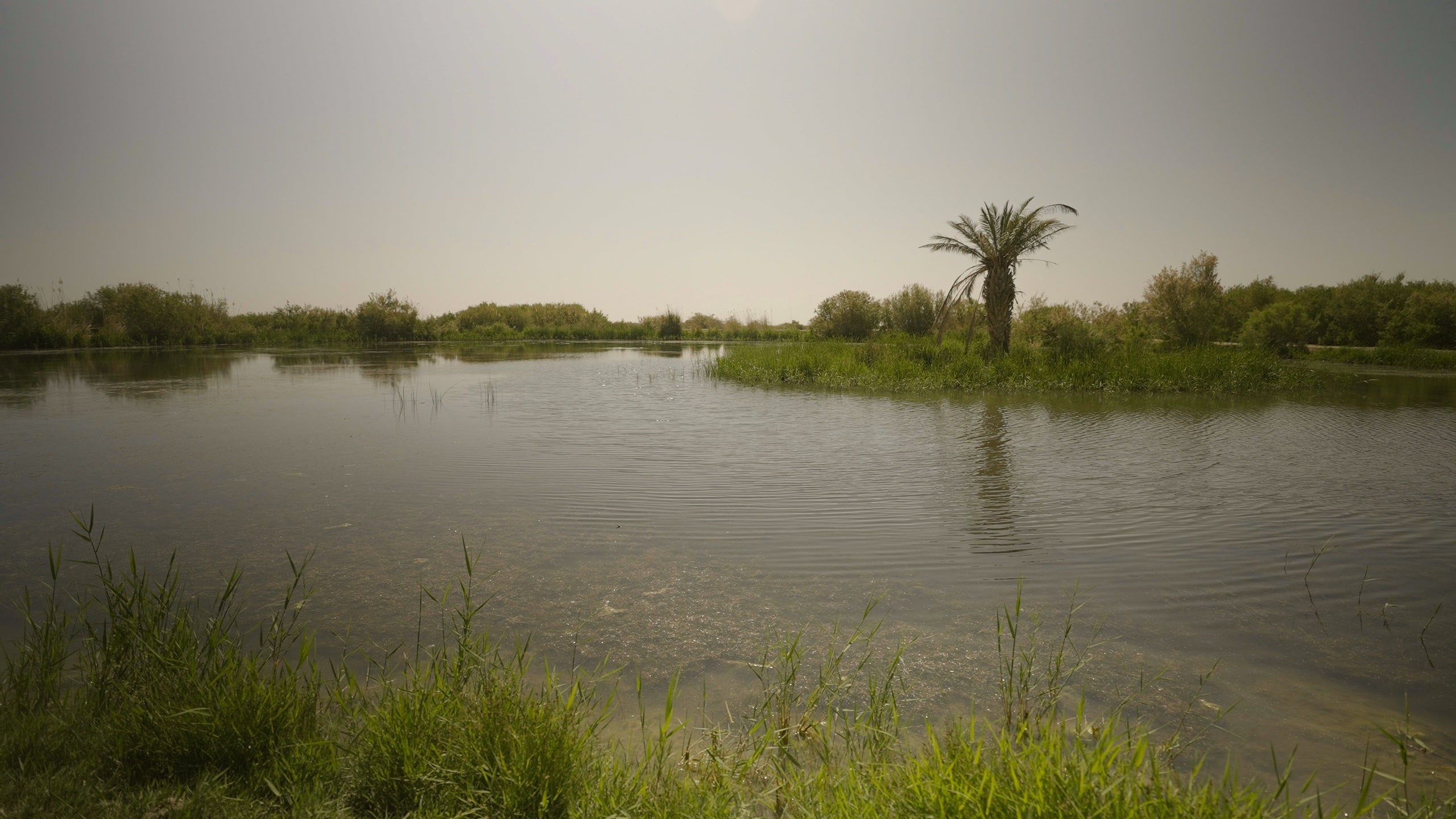 Water Buffalo and Bird Watching Trek