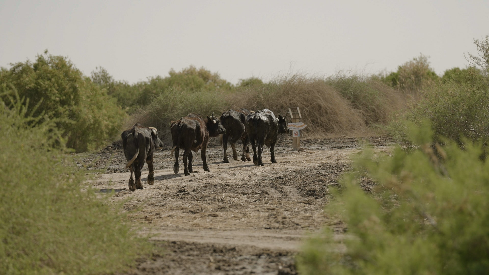 Water Buffalo and Bird Watching Trek