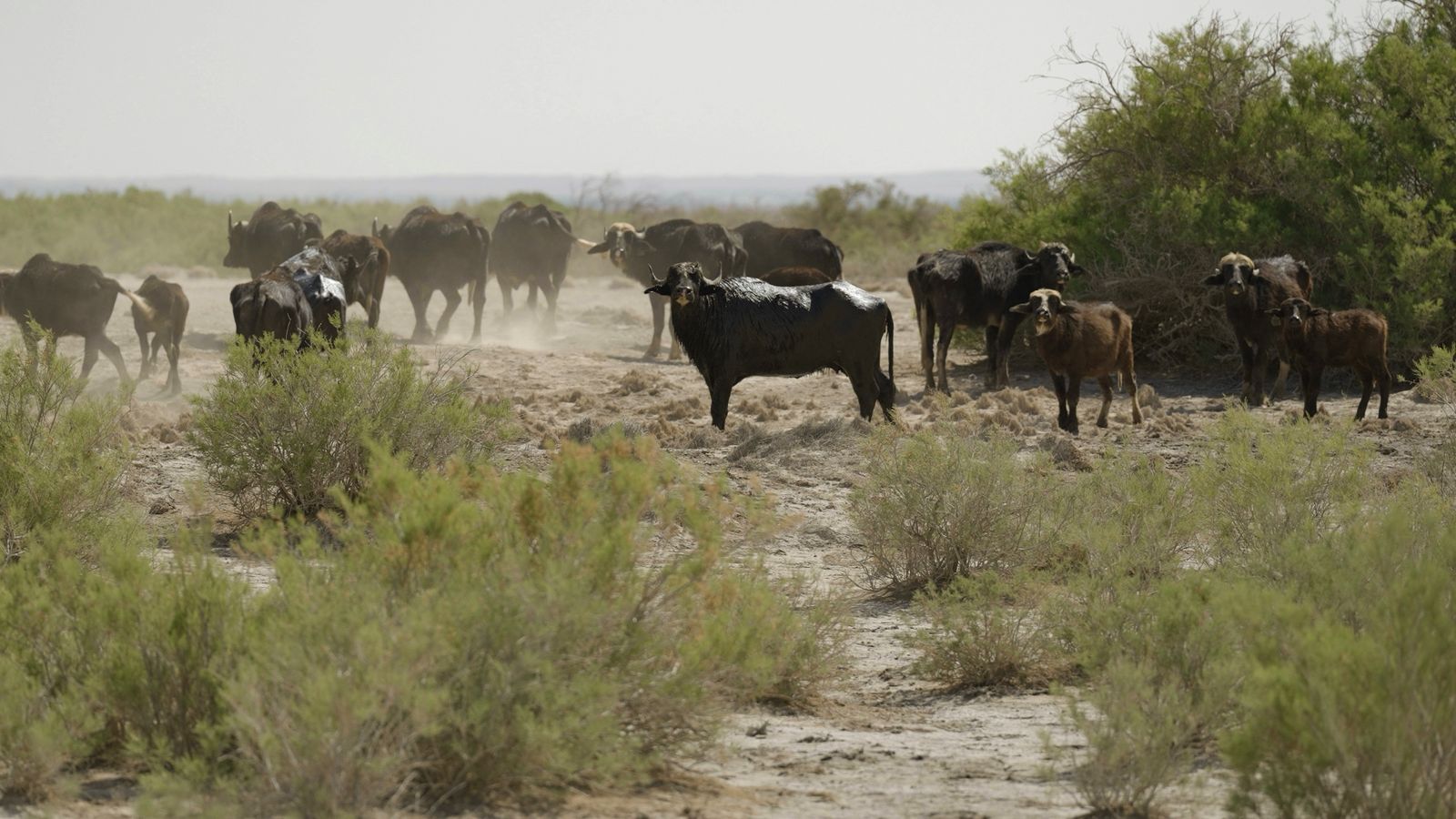 Water Buffalo and Bird Watching Trek
