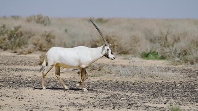 Arabian Oryx Photography Safari
