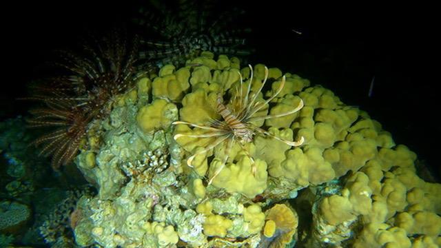 Night Dive