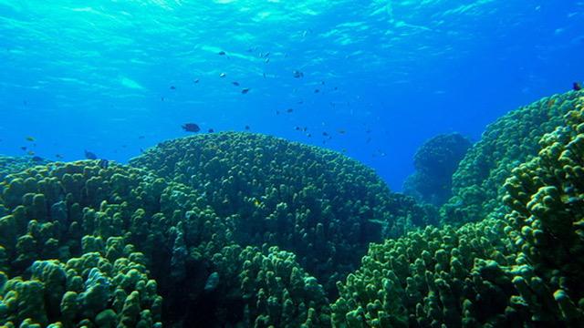 Scuba Dive, Snorkel or Cruise the Red Sea