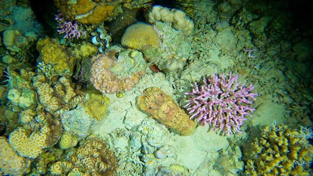 Night Dive