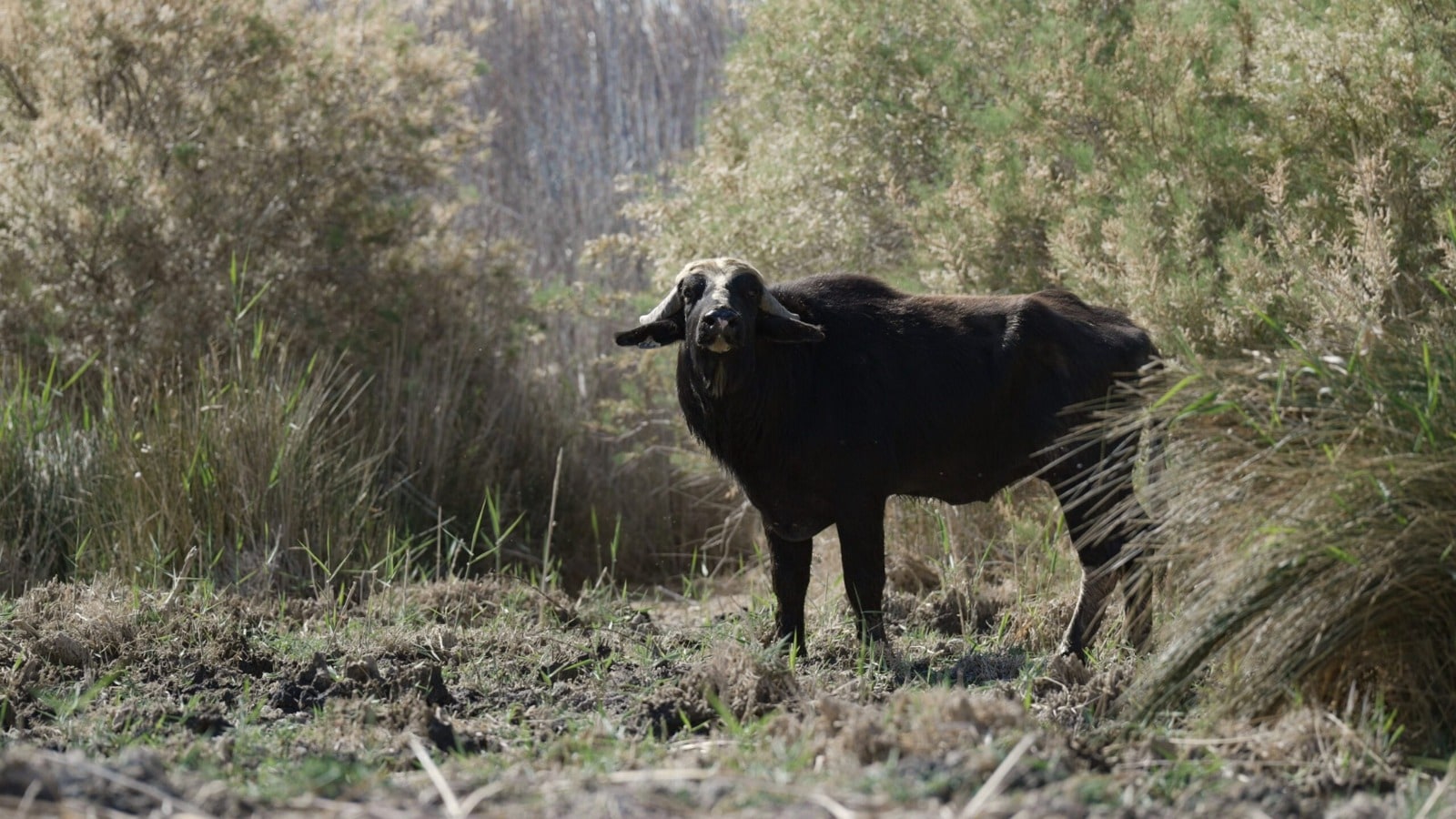 Water Buffalo and Bird Watching Trek