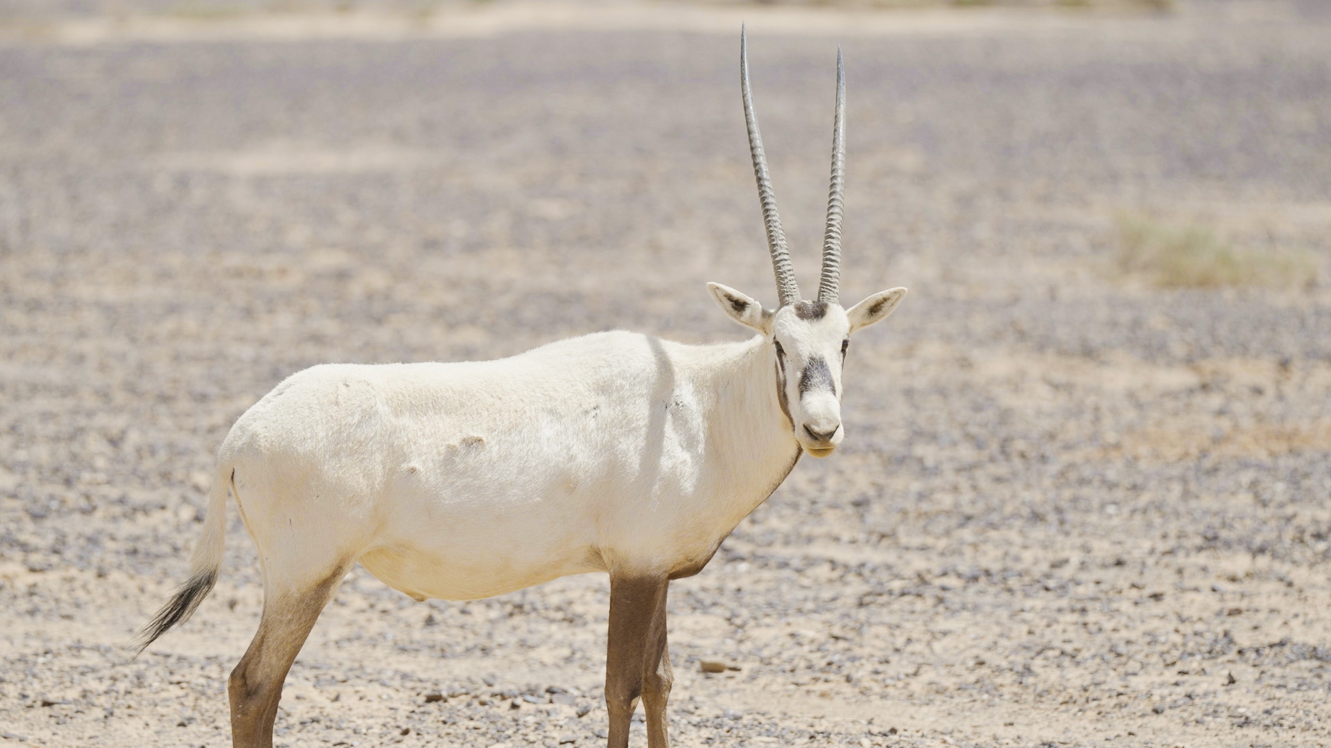 Arabian oryx in Jordan