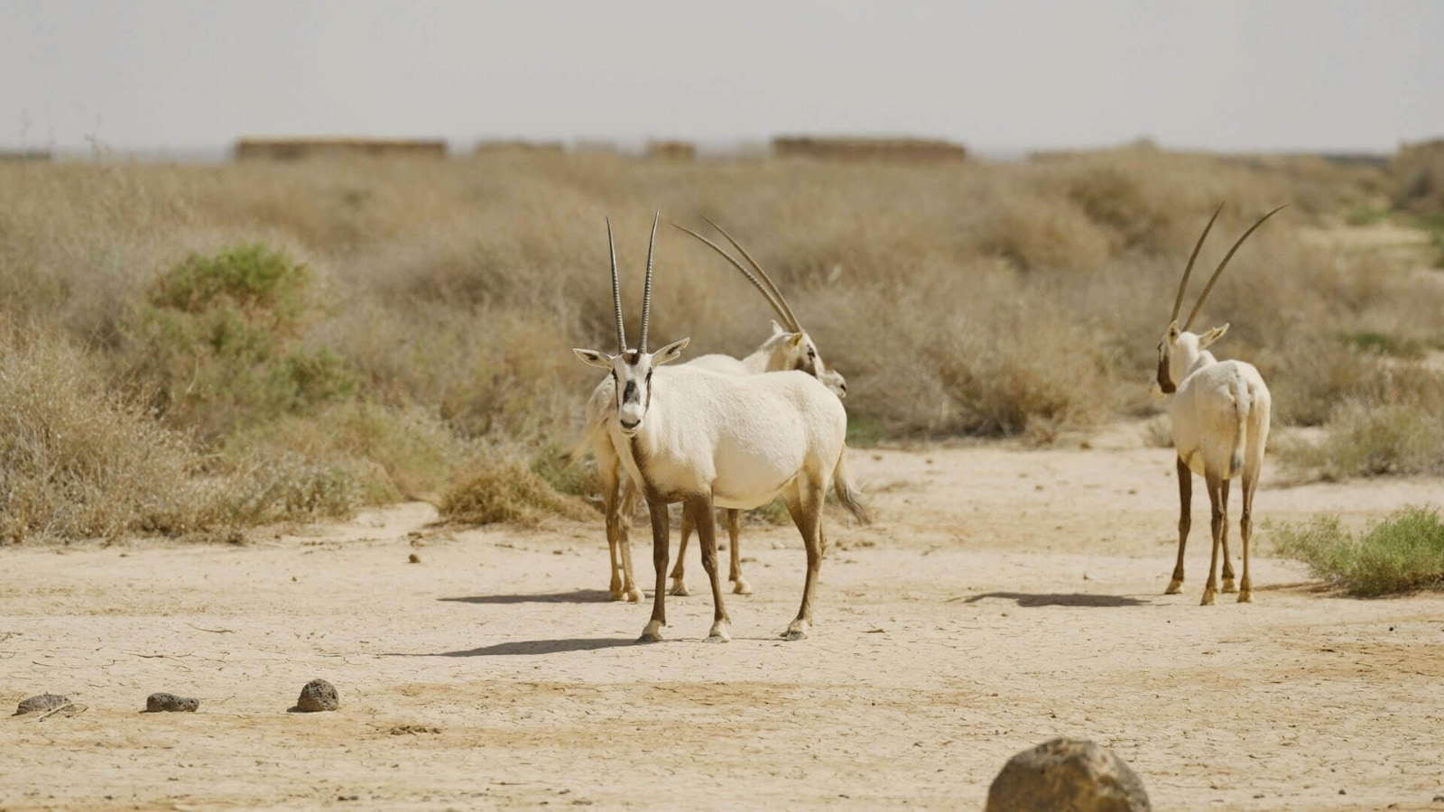 Arabian Oryx Photography Safari