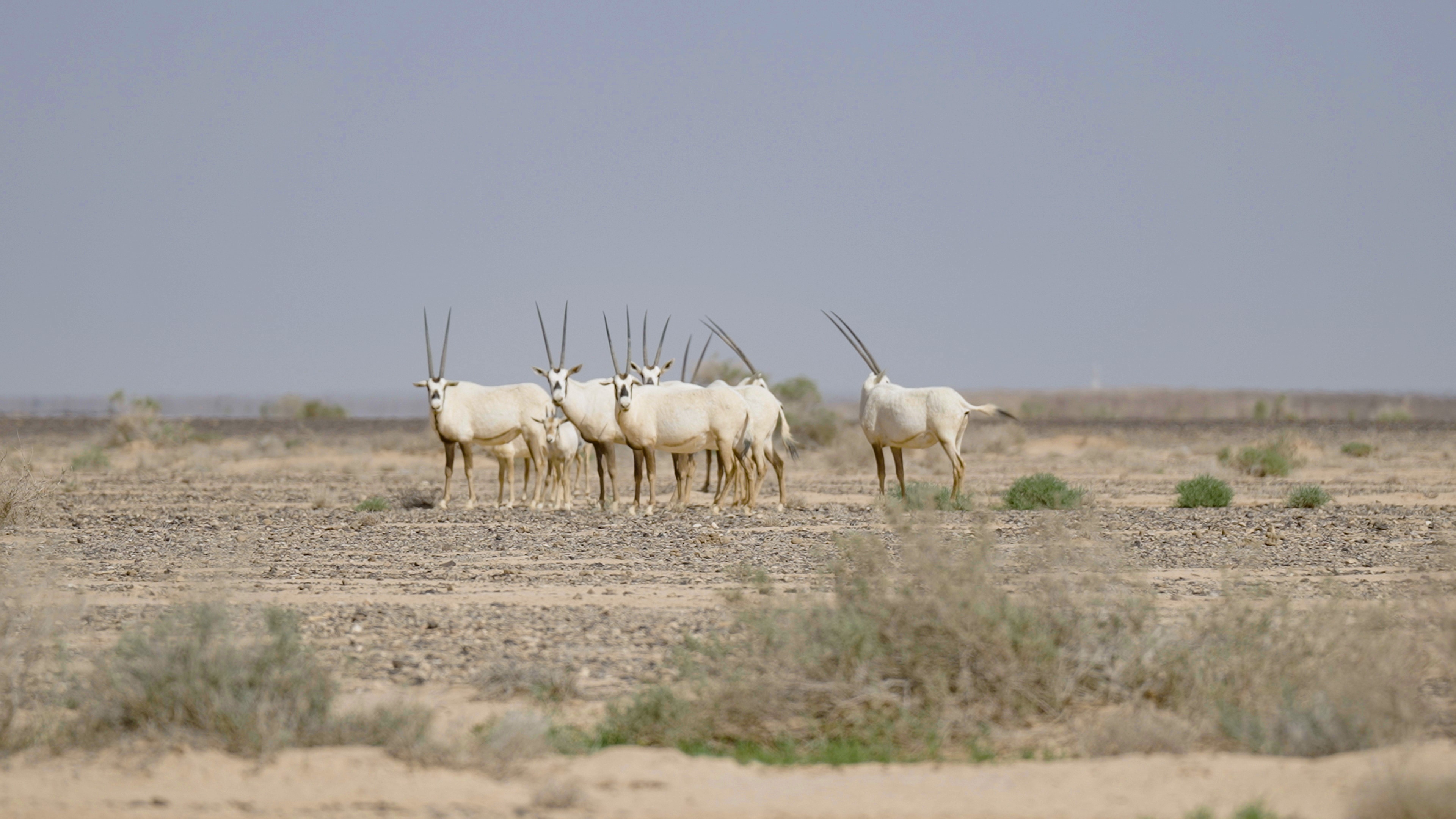 Arabian Oryx Photography Safari