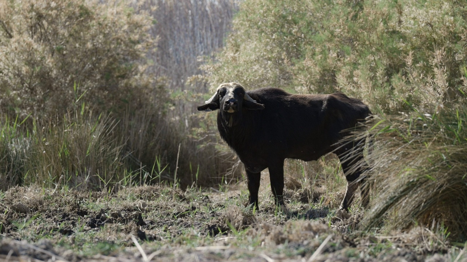 Water Buffalo and Bird Watching Trek