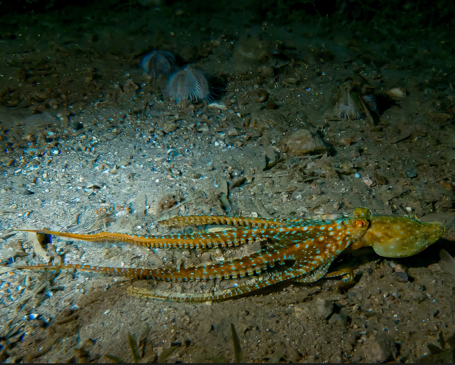Night Dive