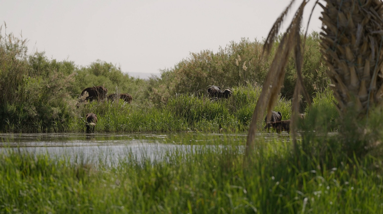 Water Buffalo and Bird Watching Trek trip image 2