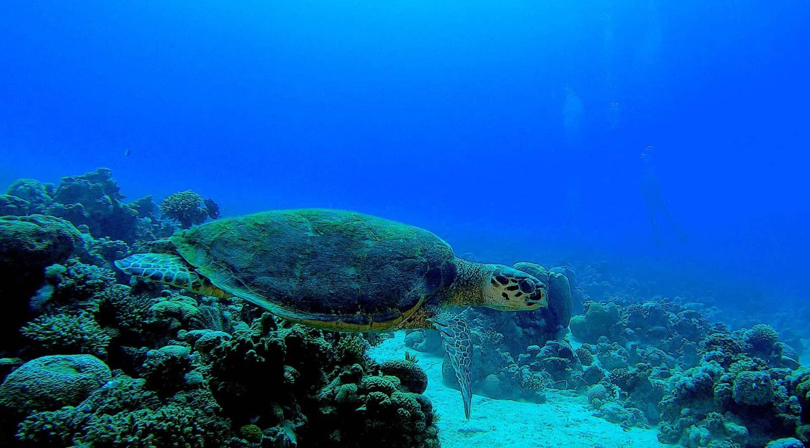 Night Dive trip image 1